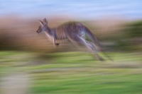 Klokan obrovsky - Macropus giganteus - Eastern Grey Kangaroo 5502